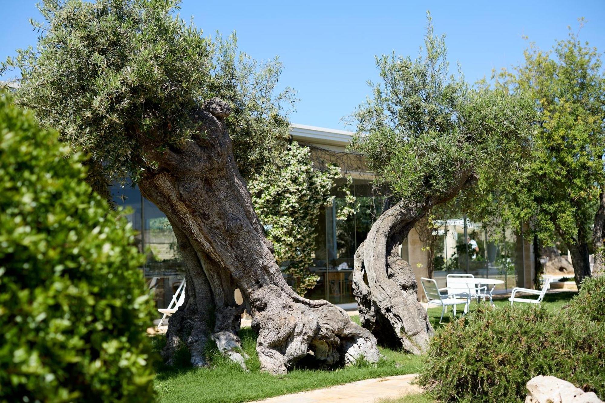 Masseria Torre Del Diamante Torre Canne Ngoại thất bức ảnh