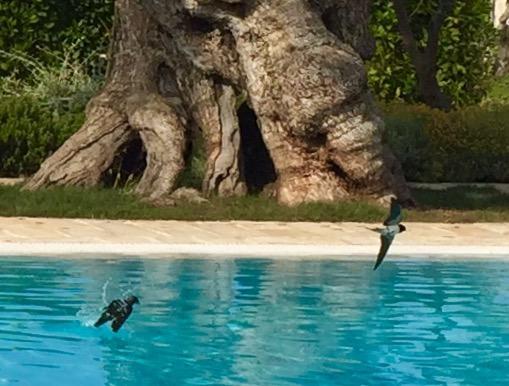 Masseria Torre Del Diamante Torre Canne Ngoại thất bức ảnh